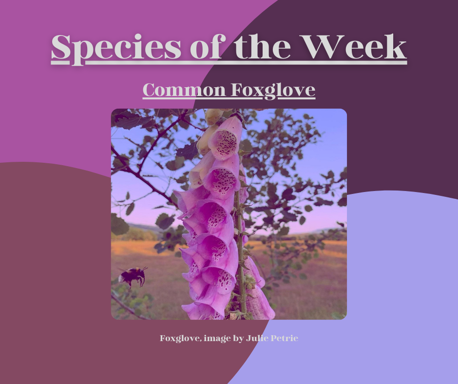 Common Foxglove